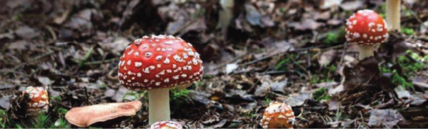 Cogumelos silvestres vermelhos na floresta